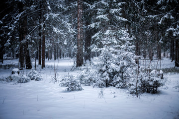 the winter forest shrouded in white snow