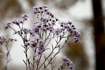 flowers in the snow