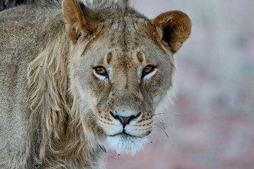 Portrait of a young male lion in the Kgalagadi Transfrontier Park in South Africa