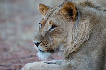 Fototapeta na wymiar Portrait of a young male lion in the Kgalagadi Transfrontier Park in South Africa