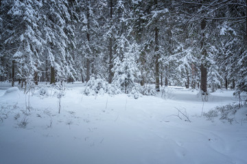 the winter forest shrouded in white snow
