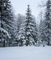 the winter forest shrouded in white snow