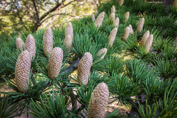 Close-up growing male cones on the branches of Cedar Tree Cedrus libani or Lebanon Cedar.