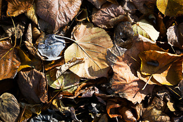 Autumn leaves background.