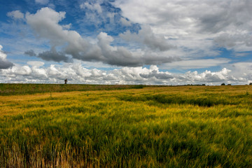 low floating clouds over the agricultural field of wheat