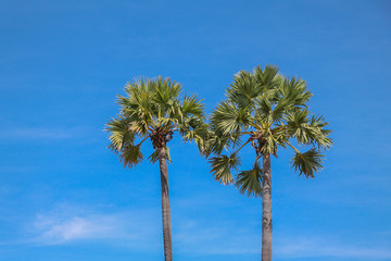Sugar palm tree with in blue sky background.