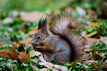 Naklejka na ściany i meble Squirrel is eating nuts. Close-up photo with blurred background.