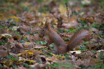 Fototapeta premium Squirrel on the ground with nuts in teeth.