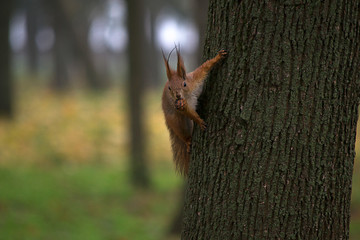 Squirrel on the tree with nuts in teeth.
