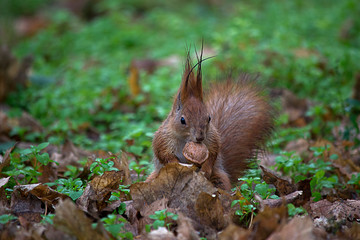 Squirrel on the ground with nuts in teeth.