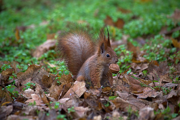 Fototapeta premium Squirrel on the ground with nuts in teeth.