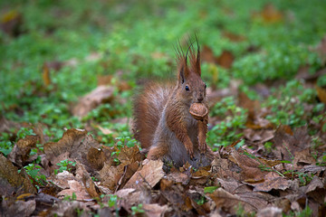 Squirrel on the ground with nuts in teeth.