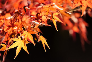 Lighten Up Autumn Leaves at Night in Kyoto