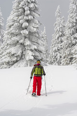 Traveler goes snowshoeing among huge pine trees