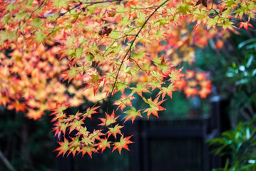 Beautiful Autumn Leaves in Kyoto