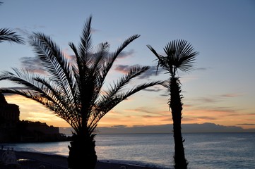 Lever de soleil palmiers bord de mer