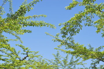 桜　枝　葉　空　素材