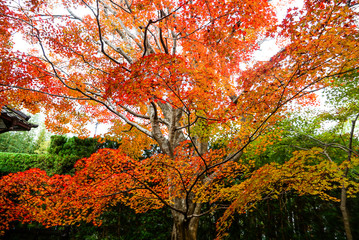 Beautiful Autumn Leaves in Kyoto