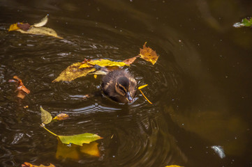 duck in pond