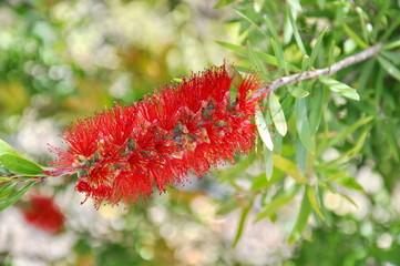 Bottle brush flower - Callistemon, with green leaves