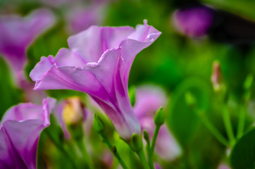 Underside of a purple beach moonflower (Ipomoea violacea) with green blurred background.