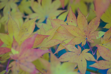 Beautiful Autumn Leaves in Kyoto