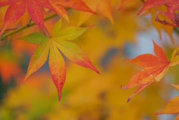 Beautiful Autumn Leaves in Kyoto
