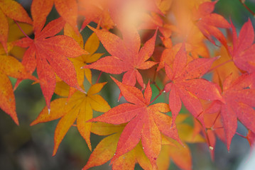 Beautiful Autumn Leaves in Kyoto