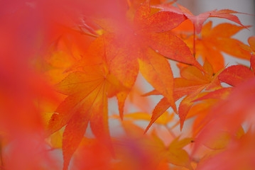 Beautiful Autumn Leaves in Kyoto