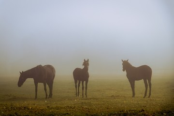 Horses on a pasture in the morning fog