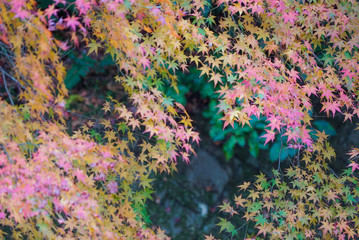 Beautiful Autumn Leaves in Kyoto