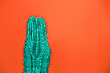 Cactus Fashion Set Design. Minimal Stillife. Trendy Bright Colors. Green plant on red background