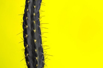 Cactus Fashion Set Design. Minimal Stillife. Trendy Bright Colors. Green plant on yellow background
