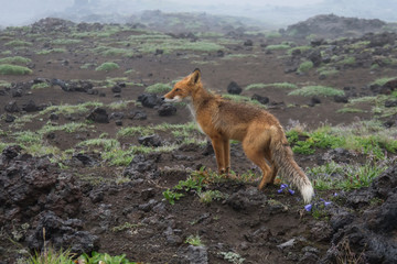 young Fox hunts at the drizzling rain