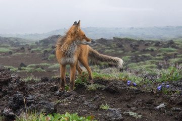 young wet Fox listens to the sounds of danger