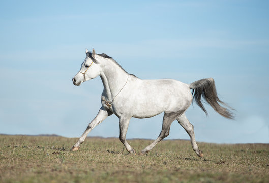 white horse © Tani