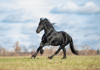 Obraz na płótnie Canvas horse running on a field