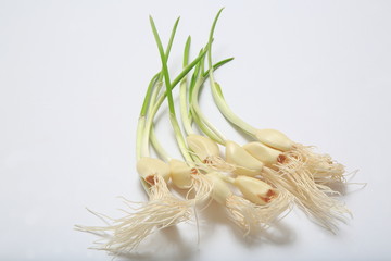 Sprout garlic image