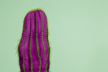 Cactus Fashion Set Design. Minimal Stillife. Trendy Bright Colors. Lilac plant on green background