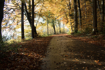 Autumn forest in the Black Forest