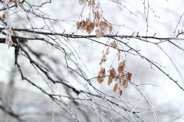 twig covered by snow and frost in winter
