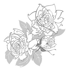 Roses line drawing