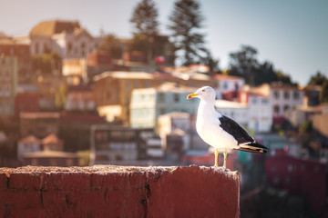 Seagull and Valparaiso Houses - Valparaiso, Chile