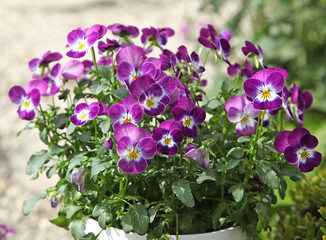 Viola cornuta