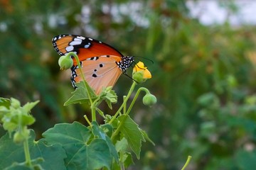 butterfly and blooming blossoms.