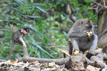 Monkey Corn Lunch