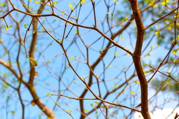 Autumn was commimg. Trees ready for winter. see only tree branch and a little leafs left.