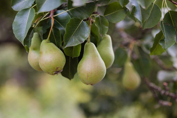 unripe pears on the tree