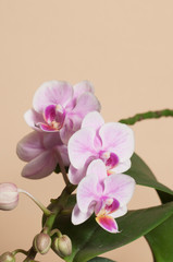 Obraz premium Kwiaty orchidei Phalaenopsis (orchidea motylkowa)