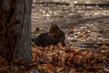  cat in yellow leaves